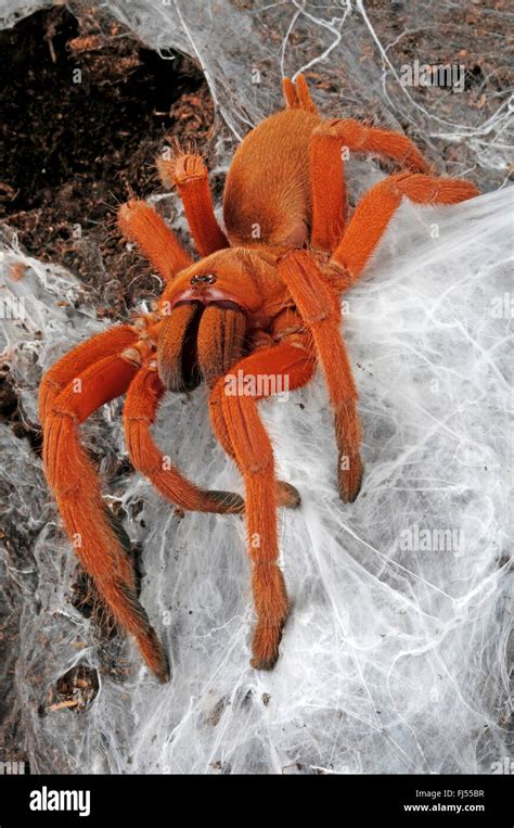 Orphnaecus philippinus (Philippine Tangerine .